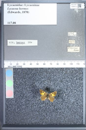 Media type: image;   Entomology 64112